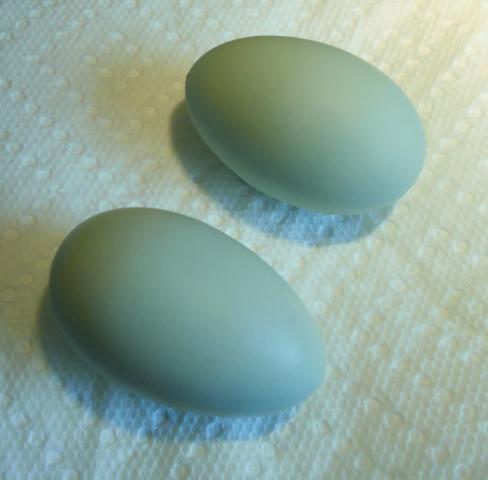 79656_easter_egger_eggs_july_2011.jpg