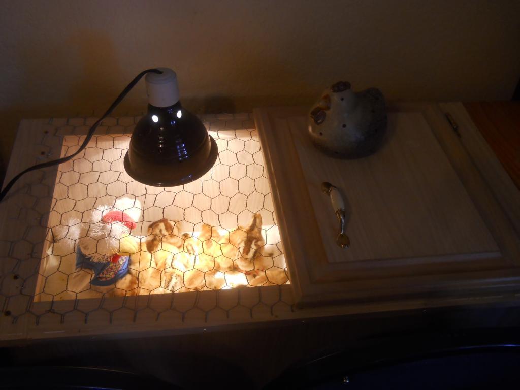 79660_dscn0061.jpg