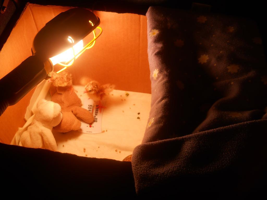 79660_dscn0070.jpg