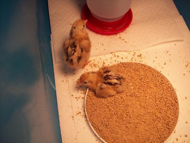 79674_first_chicks_002.jpg