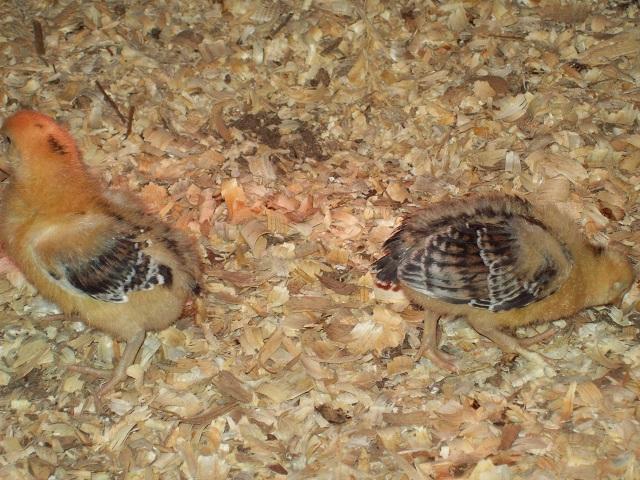 79674_redcap_farm_0017_3-27-2011.jpg