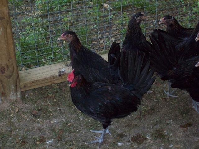 79674_redcap_farm_0054_5-21-2011.jpg