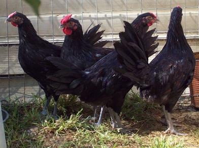 79674_redcap_farm_0062_5-22-2011.jpg