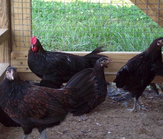 79674_redcap_farm_0070_5-30-2011.jpg