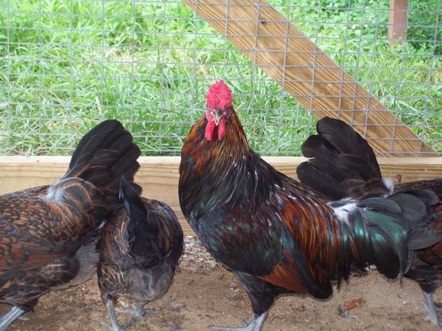 79674_redcap_farm_0074_7-31-2011.jpg