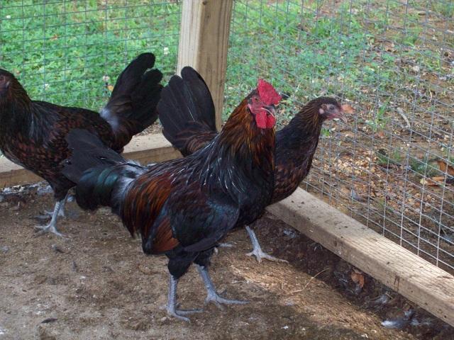 79674_redcap_farm_0075_7-31-2011.jpg