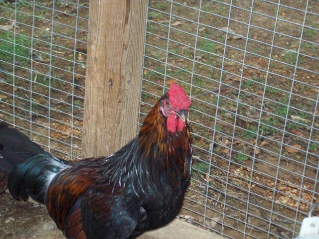 79674_redcap_farm_0077_7-31-2011.jpg