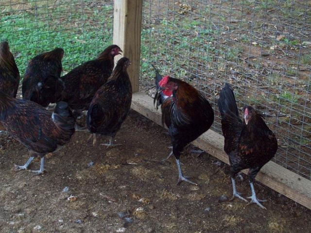 79674_redcap_farm_0079_7-7-2011.jpg