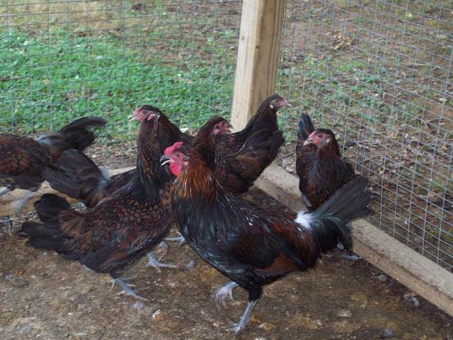 79674_redcap_farm_0080_7-7-2011.jpg