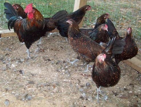 79674_redcap_farm_0093_8-22-2011.jpg