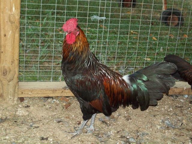 79674_redcap_farm_0097_8-22-2011.jpg