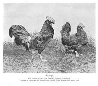 79674_redcaps_chicken_poultry_poultry_c1910.jpg