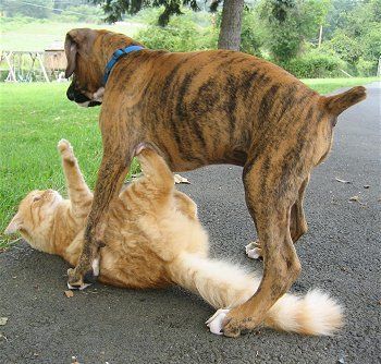 796_boxer_with_cat.jpg