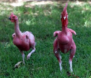796_featherless_chicken.jpg