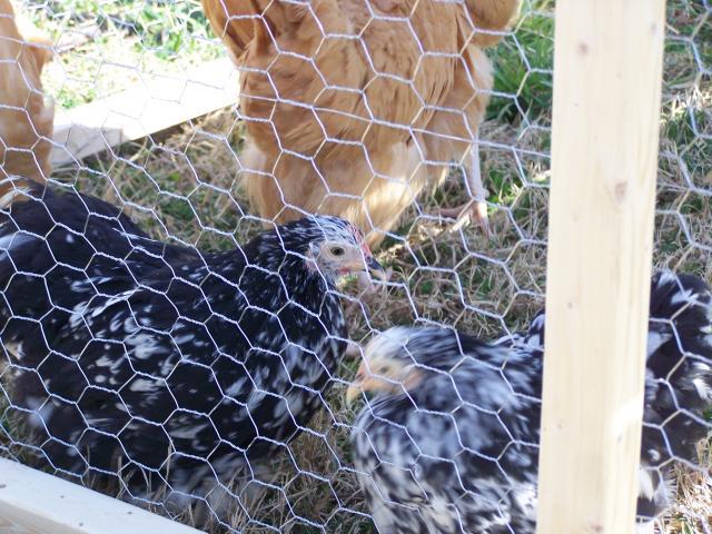 79701_chickens_034.jpg