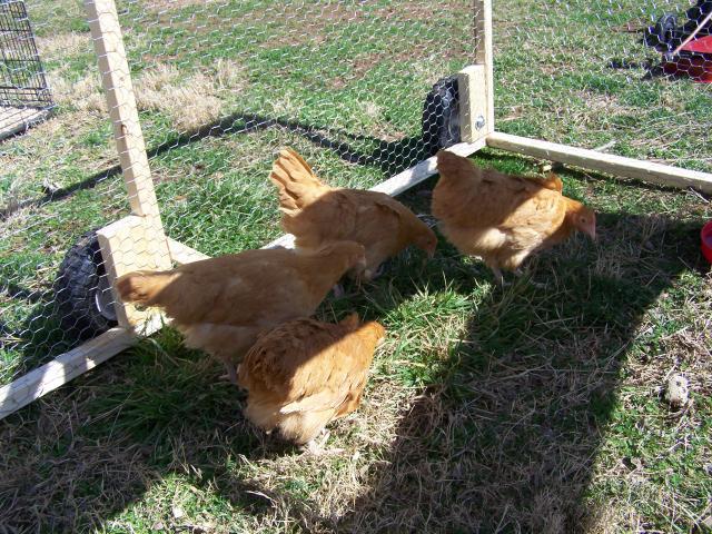 79701_chickens_035.jpg