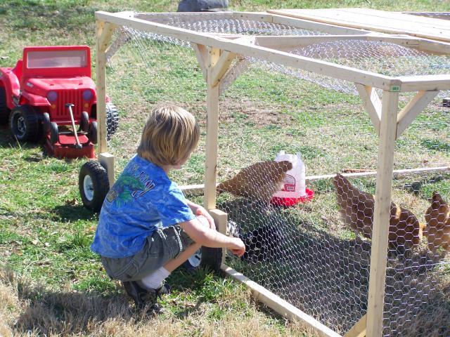 79701_chickens_038.jpg
