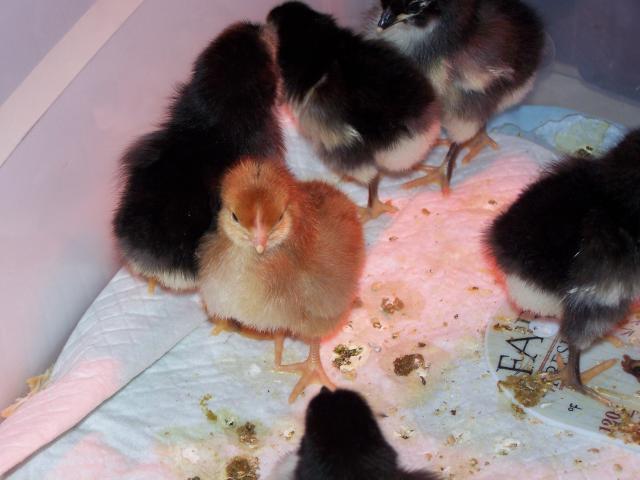 79701_chickens_055.jpg