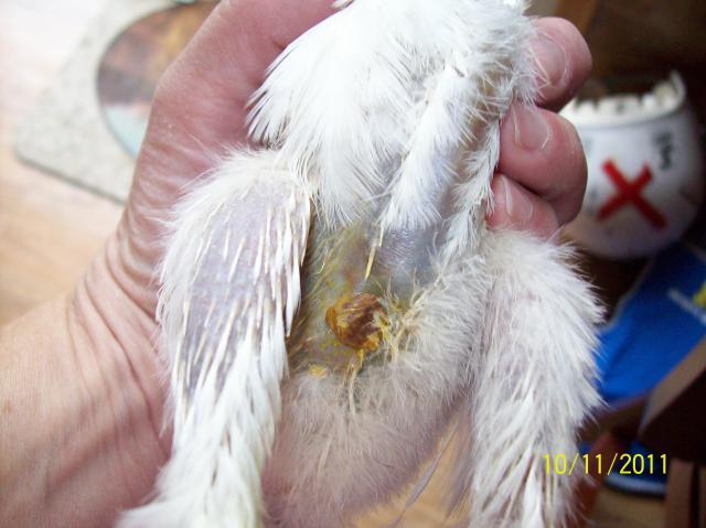 79733_100_2587.jpg