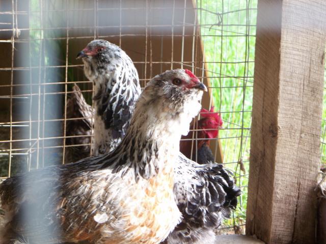 79748_eagle12.jpg
