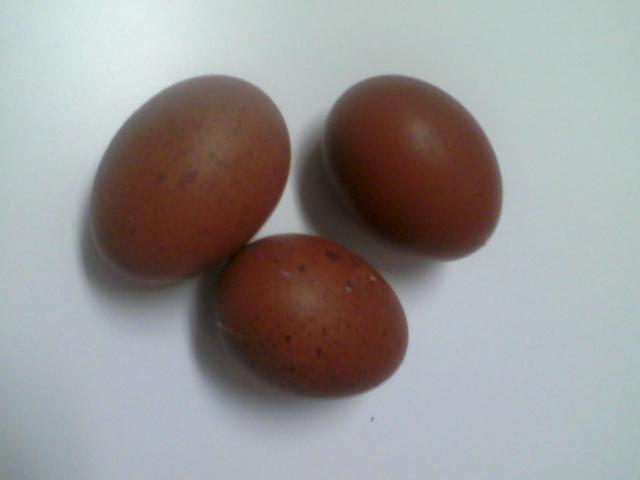 79748_first_marans_eggs.jpg