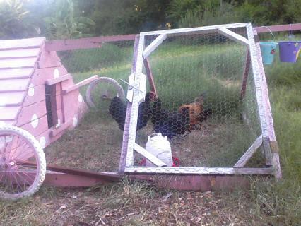 79748_marans_tractor.jpg