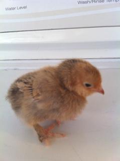 79750_blondechickie.jpg