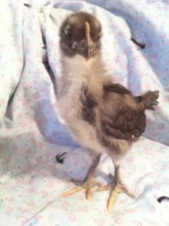 79750_blue-3wks.jpg