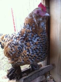 79750_featherfoot.jpg