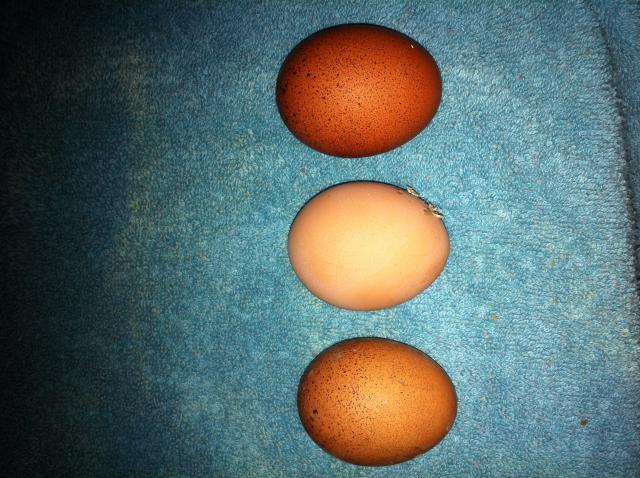 79750_first_maran_egg.jpg