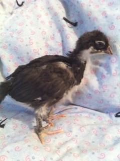 79750_shelly-3wks.jpg