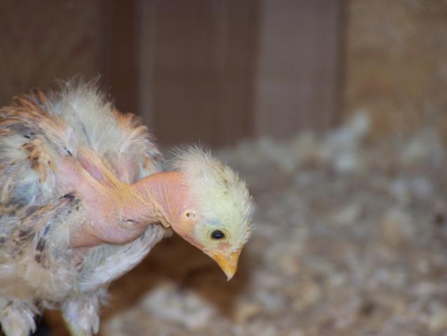 79840_chicks_new_319_024.jpg