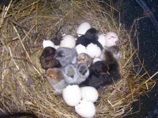 7986_11_chicks.jpg