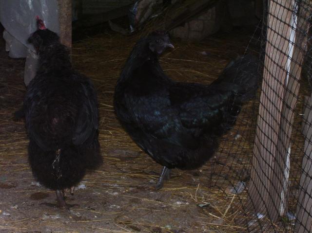 7986_both_girls.jpg