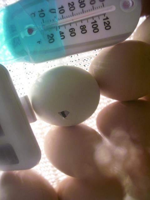 7986_ee_egg_pip.jpg