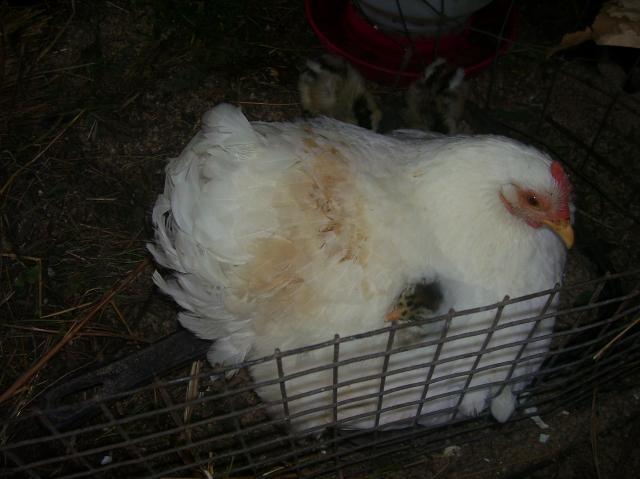 7986_hen_and_chicks_007.jpg