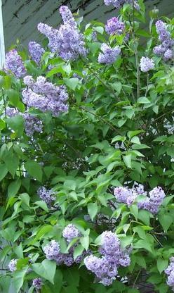 7986_lilac_bush2.jpg