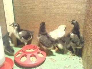 79973_birds1.jpg