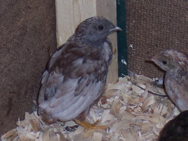 79973_button_quail.jpg