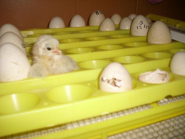 79973_eggs.jpg