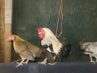 79982_002.jpg