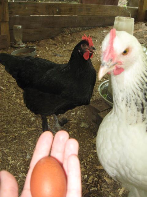 79985_1st_egg_005.jpg