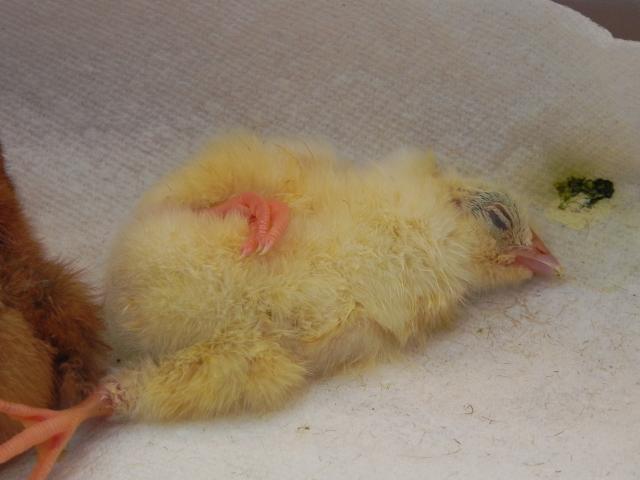79985_babies_go_to_the_brooder_005.jpg