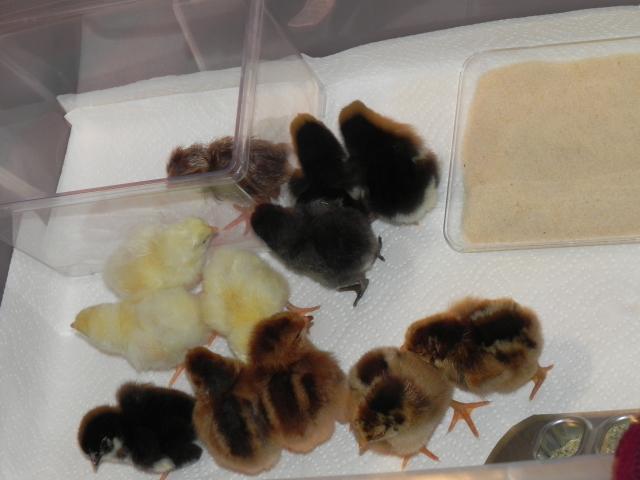 79985_babies_go_to_the_brooder_024.jpg