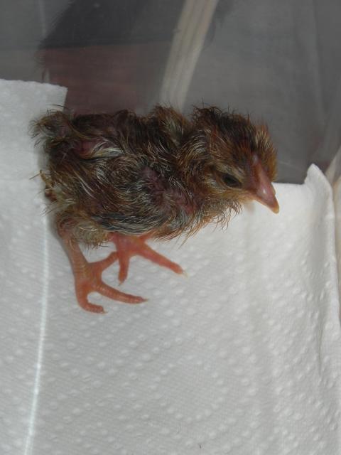 79985_babies_go_to_the_brooder_029.jpg
