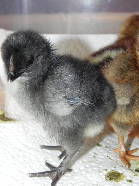 79985_babies_go_to_the_brooder_040.jpg
