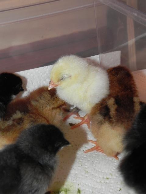 79985_babies_go_to_the_brooder_046.jpg