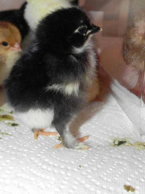 79985_babies_go_to_the_brooder_047.jpg