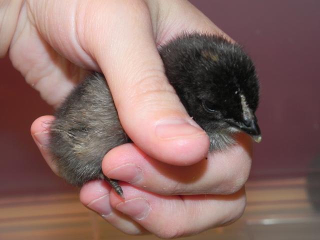 79985_babies_go_to_the_brooder_057.jpg