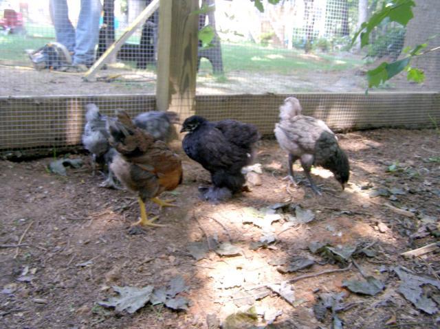 79985_bday_party_and_chickens_move_to_coop_124b.jpg